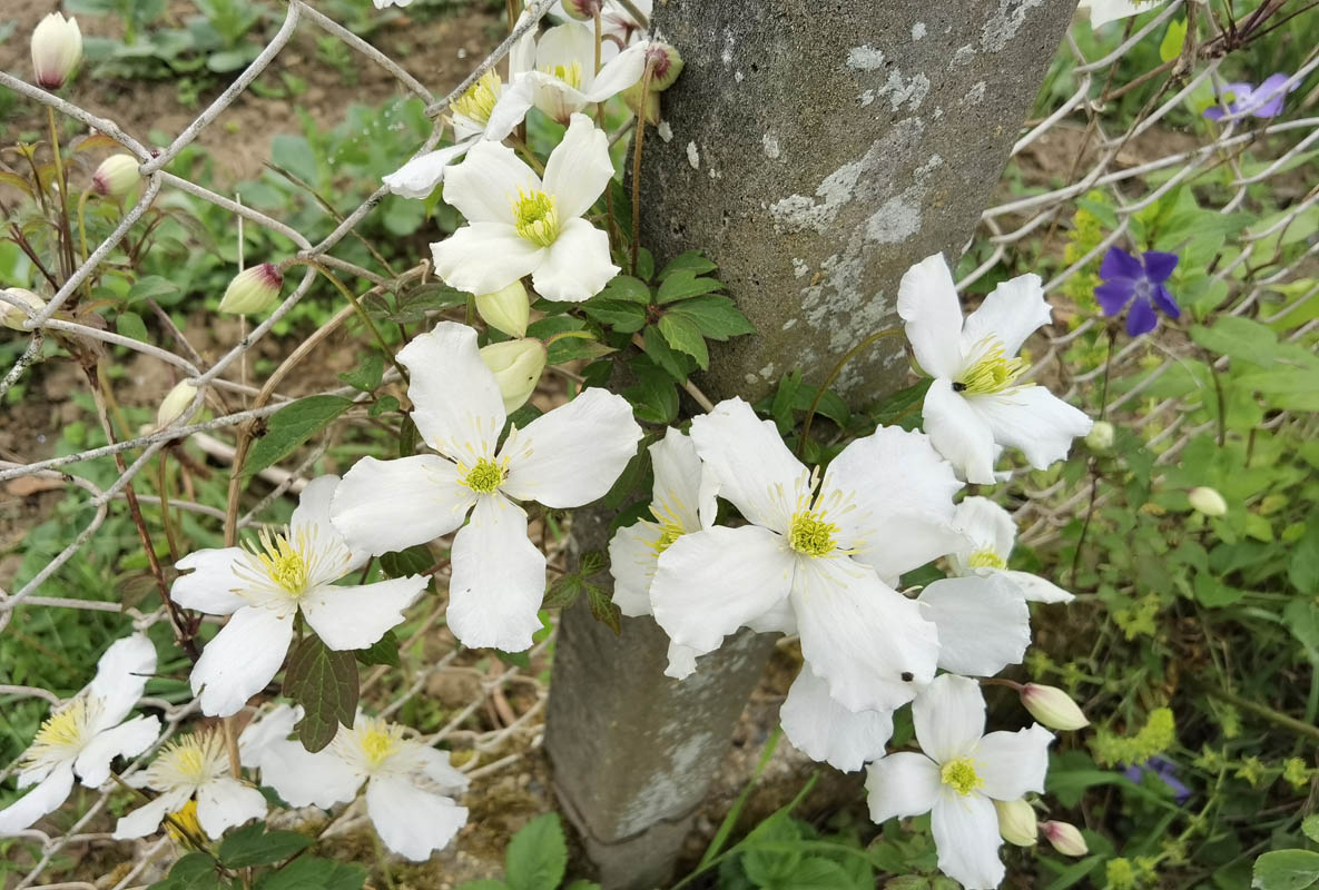 Clematis montana 'Spooneri'
